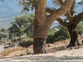 Cork Oak Tree in Andalucia Royalty Free Stock Photo