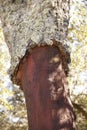 Cork oak tree bark harvest detail in Spain Royalty Free Stock Photo