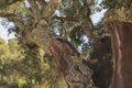 Cork oak tree branch with area where the bark has been removed Royalty Free Stock Photo