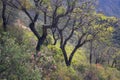 Cork Oak Tree Forest Royalty Free Stock Photo