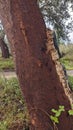 A cork oak tree harvested in Portugal Quercus Suber