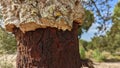 A cork oak tree in Portugal Quercus Suber Royalty Free Stock Photo