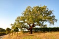 Cork oak tree Quercus suber in evening sun, Alentejo Portugal