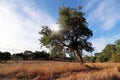 Cork oak tree Quercus suber and mediterranean landscape in evening sun, Alentejo Portugal Europe Royalty Free Stock Photo