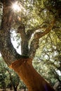 Cork oak tree in Sardinia Royalty Free Stock Photo
