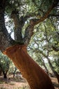 Cork oak tree in Sardinia Royalty Free Stock Photo