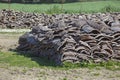 Cork from oak trees in Alcornocales Natural Park, Cadiz, Spain Royalty Free Stock Photo