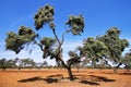 Cork oak trees Royalty Free Stock Photo