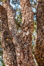 Cork Oak Trees in a Forest Royalty Free Stock Photo