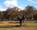 Cork oak trees, Portugal. Royalty Free Stock Photo