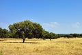 Cork oak trees, Portugal Royalty Free Stock Photo