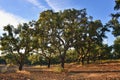 Cork oak trees, Portugal Royalty Free Stock Photo