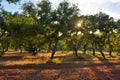 Cork oak trees, Portugal Royalty Free Stock Photo