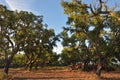 Cork oak trees, Portugal Royalty Free Stock Photo