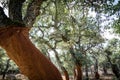 Cork oak trees in Sardinia