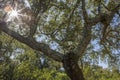 Cork Oaks forest at Cornalvo, Extremadura, Spain