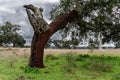 Cork oaks in the natural park in Santarem, Portugal.