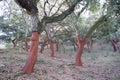 Cork oaks, cork-producing trees, CÃÂ¡diz, Southern Spain