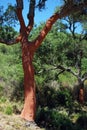 Cork oaks with stripped bark, Sierra de los Alcornocales, Spain. Royalty Free Stock Photo