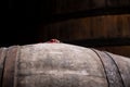 Cork and seal close up, old porto lodge with rows of oak wooden casks for slow aging of fortified ruby or tawny porto wine in Vila Royalty Free Stock Photo