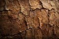 cork texture up close exploration