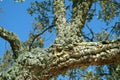 Cork-Tree