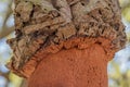 Cork tree bark close up, contrast, texture and copy space Royalty Free Stock Photo