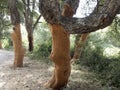 Cork tree bark detail close up Sardinia Royalty Free Stock Photo