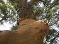 Cork tree bark detail close up Sardinia Royalty Free Stock Photo