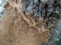 Cork tree bark detail close up Sardinia Royalty Free Stock Photo