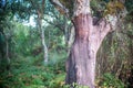 Cork Tree With Bark Removed in Fuenteheridos Forest, Huelva