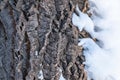 Cork oak tree bark texture with snow. Tree bark texture with snow. Natural background Royalty Free Stock Photo