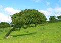 Cork tree bent Royalty Free Stock Photo