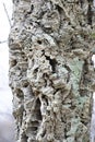 The cork tree, details of the bark