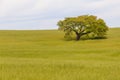 Cork tree in the field in Santiago do Cacem Royalty Free Stock Photo