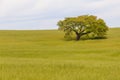 Cork tree in the field in Santiago do Cacem