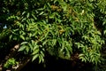 Cork tree, an important distinguishing feature is the cork bark, which is constantly growing. The pinnate leaves are about 25 to 4