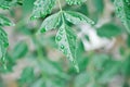 Cork tree, Indian cork tree or Millingtonia hortensis Linn or BIGNONIACEAE and dew drop