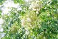 Cork tree, Indian cork tree or Millingtonia hortensis Linn or BIGNONIACEAE flower or white flower and sky Royalty Free Stock Photo