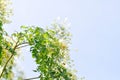 Cork tree, Indian cork tree or Millingtonia hortensis Linn or BIGNONIACEAE flower or white flower and sky Royalty Free Stock Photo