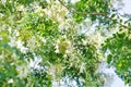 Cork tree, Indian cork tree or Millingtonia hortensis Linn or BIGNONIACEAE flower or white flower and sky Royalty Free Stock Photo