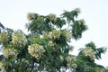 Cork tree, Indian cork tree or Millingtonia hortensis Linn or BIGNONIACEAE plant and sky