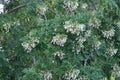 Cork tree, Indian cork tree or Millingtonia hortensis Linn or BIGNONIACEAE plant and sky