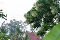 Cork tree, Indian cork tree or Millingtonia hortensis Linn or BIGNONIACEAE plant and sky