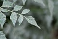 Cork tree, Indian cork tree or Millingtonia hortensis Linn or BIGNONIACEAE and rain drop