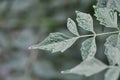 Cork tree, Indian cork tree or Millingtonia hortensis Linn or BIGNONIACEAE and rain drop