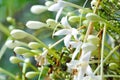 Cork tree, Indian cork tree or Millingtonia hortensis Linn or BIGNONIACEAE or white flower Royalty Free Stock Photo