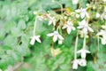 Cork tree, Indian cork tree or Millingtonia hortensis Linn or BIGNONIACEAE or white flower Royalty Free Stock Photo