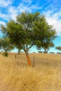 Cork tree. landscape of alentejo, Portugal. Royalty Free Stock Photo