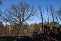 Cork tree, pine trees and an old shed burnt to the ground - Pedrogao Grande Royalty Free Stock Photo